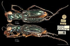 Therates dimidiatus•&copy; Ang Yuchen•CC BY 4.0