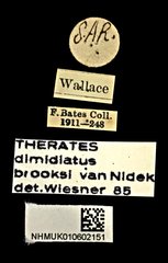 Therates dimidiatus•All Rights ReservedMuseum Label