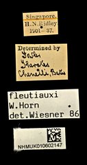 Therates fleutiauxi•All Rights ReservedMuseum Label
