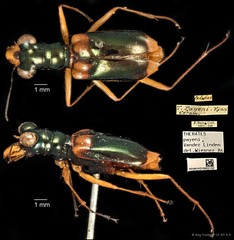 Therates payeni•&copy; Ang Yuchen•CC BY 4.0
