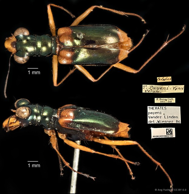Therates payeni•&copy; Ang Yuchen•CC BY 4.0