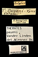 Therates payeni•All Rights ReservedMuseum Label