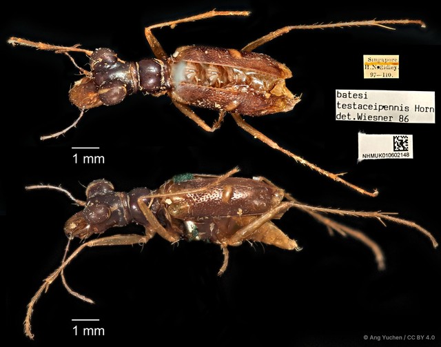 Therates batesii testaceipennis•&copy; Ang Yuchen•CC BY 4.0