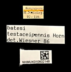 Therates batesii testaceipennis•All Rights ReservedMuseum Label