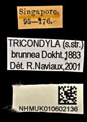 Tricondyla (Tricondyla) brunnea•All Rights ReservedMuseum Label