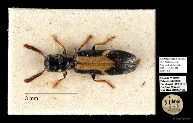 Cleridae sp. "AYC 178"•&copy; Ang Yuchen•All Rights Reserved