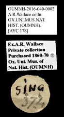 Cleridae sp. "AYC 178"•All Rights ReservedMuseum Label