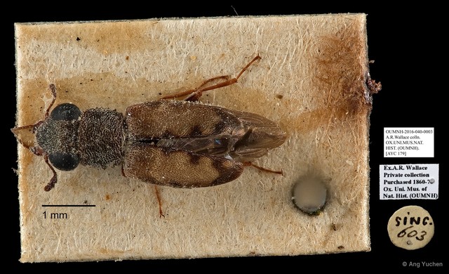 Cleridae sp. "AYC 179"•&copy; Ang Yuchen•All Rights Reserved