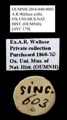 Cleridae sp. "AYC 179"•All Rights ReservedMuseum Label