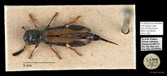 Cleridae sp. "AYC 180"•&copy; Ang Yuchen•All Rights Reserved