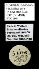 Cleridae sp. "AYC 180"•All Rights ReservedMuseum Label