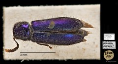 Cleridae sp. "AYC 181"•&copy; Ang Yuchen•All Rights Reserved