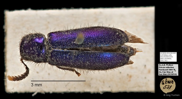 Cleridae sp. "AYC 181"•&copy; Ang Yuchen•All Rights Reserved