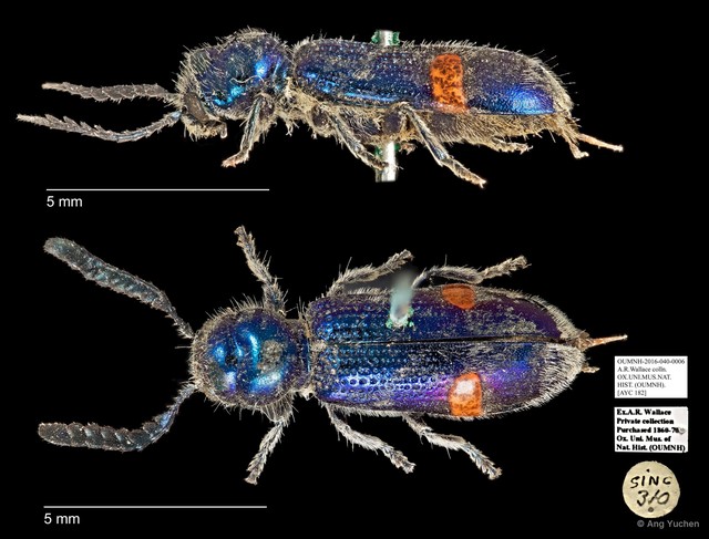 Cleridae sp. "AYC 182"•&copy; Ang Yuchen•All Rights Reserved