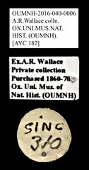 Cleridae sp. "AYC 182"•All Rights ReservedMuseum Label