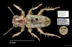Cleridae sp. "AYC 183"•&copy; Ang Yuchen•All Rights Reserved