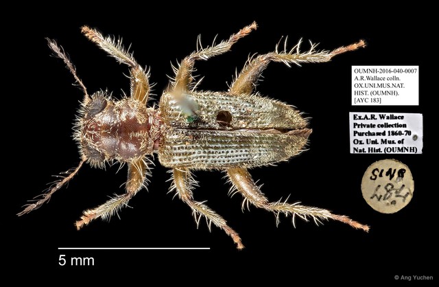Cleridae sp. "AYC 183"•&copy; Ang Yuchen•All Rights Reserved