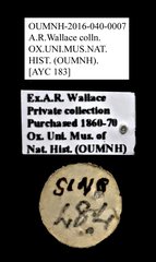 Cleridae sp. "AYC 183"•All Rights ReservedMuseum Label