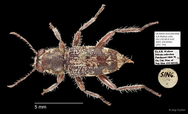 Cleridae sp. "AYC 184"•&copy; Ang Yuchen•All Rights Reserved