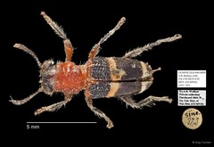 Cleridae sp. "AYC 185"•&copy; Ang Yuchen•All Rights Reserved