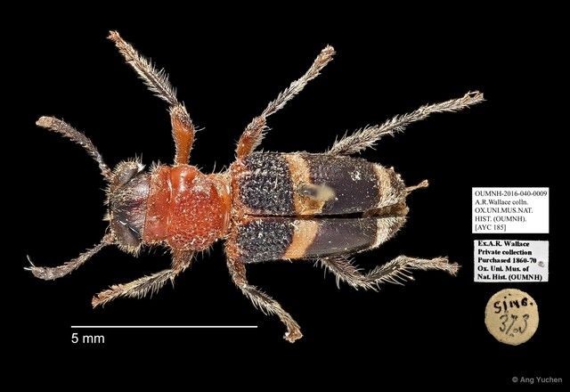 Cleridae sp. "AYC 185"•&copy; Ang Yuchen•All Rights Reserved