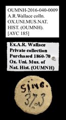 Cleridae sp. "AYC 185"•All Rights ReservedMuseum Label