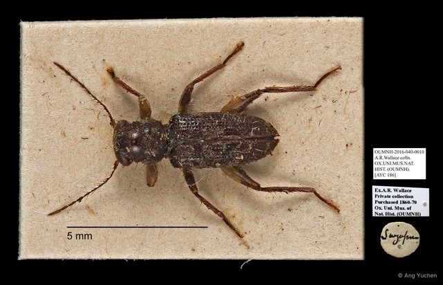 Cleridae sp. "AYC 186"•&copy; Ang Yuchen•All Rights Reserved