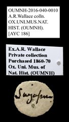 Cleridae sp. "AYC 186"•All Rights ReservedMuseum Label