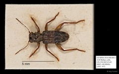 Cleridae sp. "AYC 187"•&copy; Ang Yuchen•All Rights Reserved
