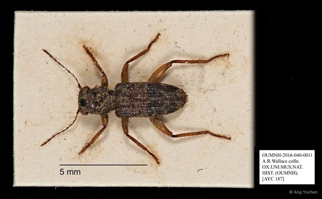 Cleridae sp. "AYC 187"•&copy; Ang Yuchen•All Rights Reserved