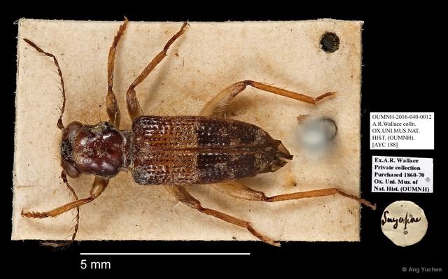 Cleridae sp. "AYC 188"•&copy; Ang Yuchen•All Rights Reserved