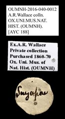 Cleridae sp. "AYC 188"•All Rights ReservedMuseum Label
