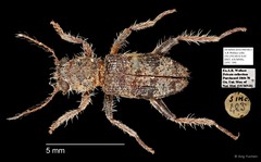 Cleridae sp. "AYC 189"•&copy; Ang Yuchen•All Rights Reserved