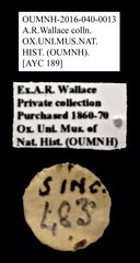 Cleridae sp. "AYC 189"•All Rights ReservedMuseum Label