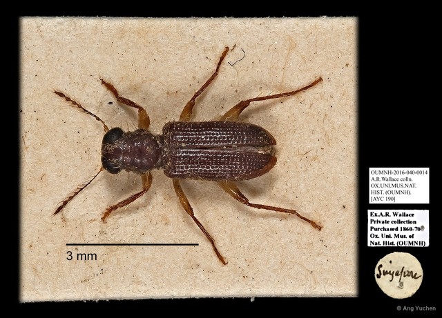 Cleridae sp. "AYC 190"•&copy; Ang Yuchen•All Rights Reserved