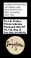 Cleridae sp. "AYC 190"•All Rights ReservedMuseum Label