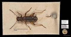 Cleridae sp. "AYC 191"•&copy; Ang Yuchen•All Rights Reserved