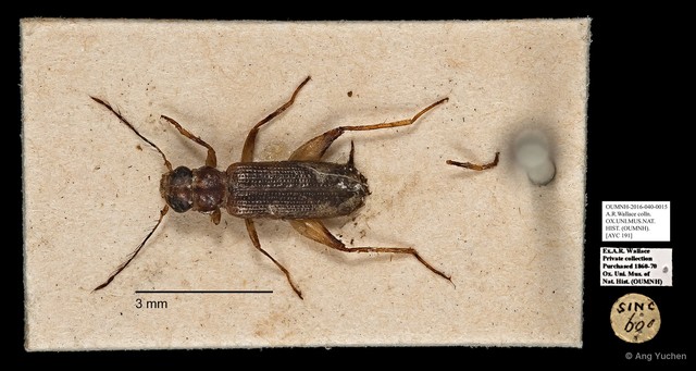 Cleridae sp. "AYC 191"•&copy; Ang Yuchen•All Rights Reserved
