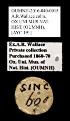 Cleridae sp. "AYC 191"•All Rights ReservedMuseum Label