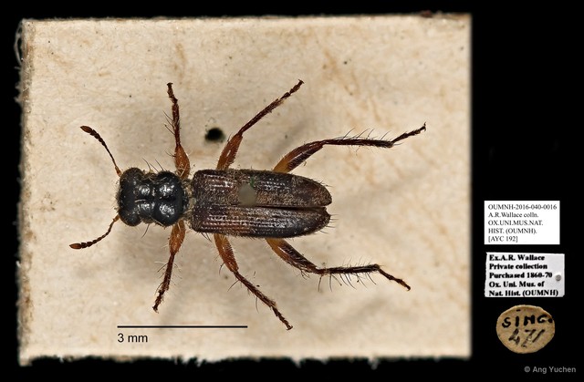 Cleridae sp. "AYC 192"•&copy; Ang Yuchen•All Rights Reserved