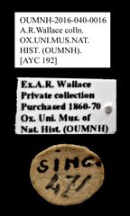 Cleridae sp. "AYC 192"•All Rights ReservedMuseum Label