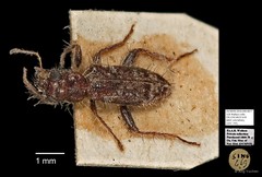 Cleridae sp. "AYC 193"•&copy; Ang Yuchen•All Rights Reserved