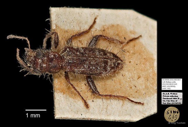 Cleridae sp. "AYC 193"•&copy; Ang Yuchen•All Rights Reserved