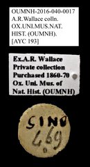 Cleridae sp. "AYC 193"•All Rights ReservedMuseum Label