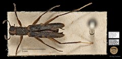 Cleridae sp. "AYC 194"•&copy; Ang Yuchen•All Rights Reserved