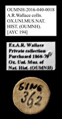 Cleridae sp. "AYC 194"•All Rights ReservedMuseum Label