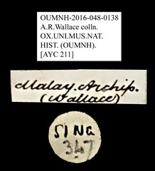 Cleridae sp. "AYC 211"•All Rights ReservedMuseum Label