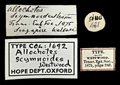 Allochotes scymnoides•All Rights ReservedMuseum Label