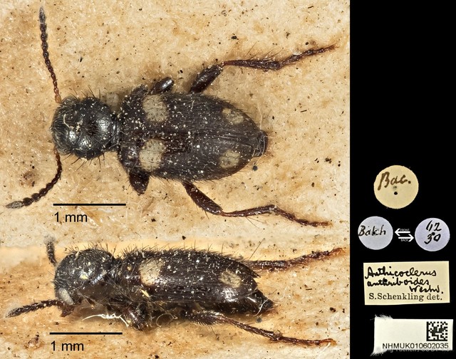Anthicoclerus anthicoides•&copy; Ang Yuchen•CC BY 4.0