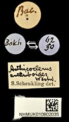 Anthicoclerus anthicoides•All Rights ReservedMuseum Label